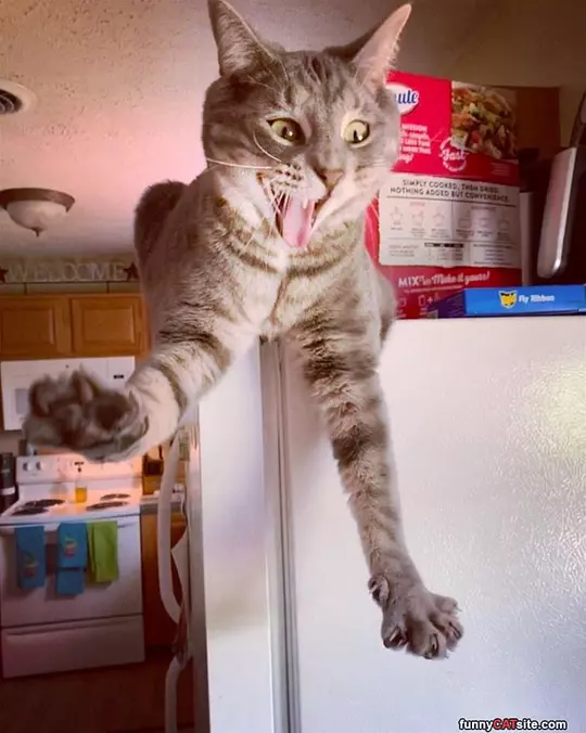 Catching A Fly