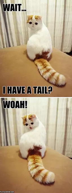 My Tail