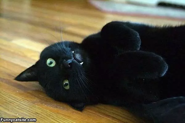 Vampire Cat