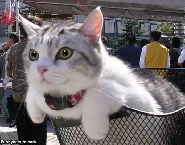 I Think I Can Fly