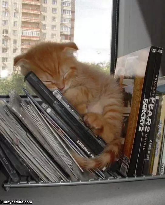 Sleeping In A Book