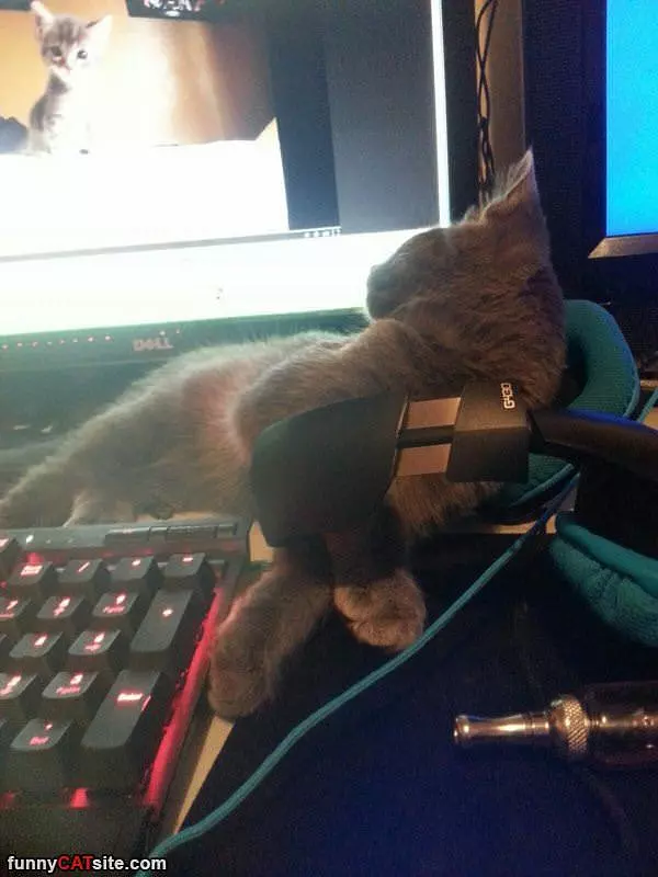 Gamer Cat