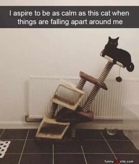 I Aspire To Be This Cat
