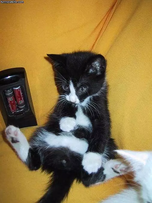 Chillaxing Kitten