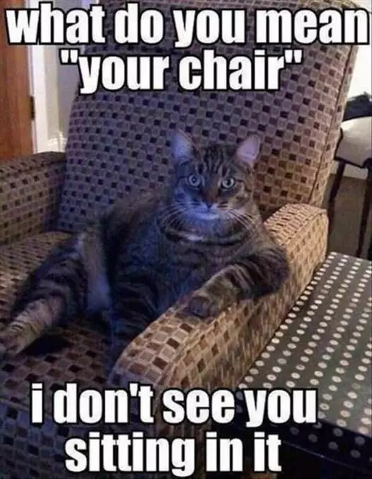 What Do You Mean Your Chair