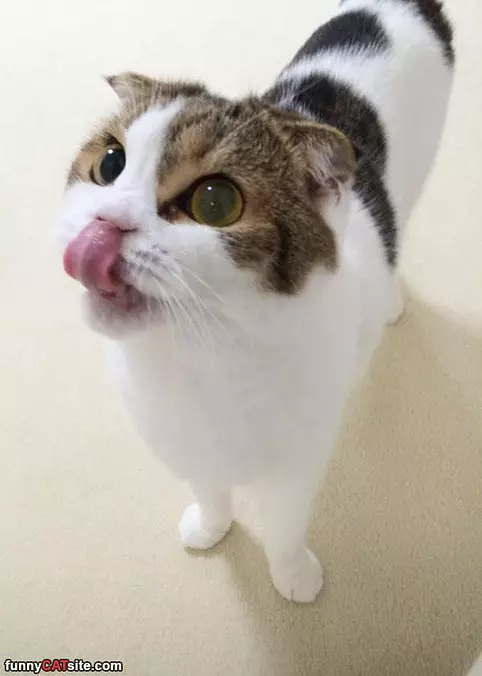Yes I Want Tuna