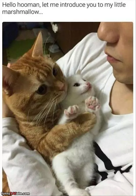 Hello Human