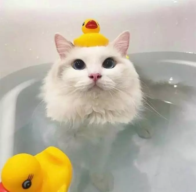 I Have A Hat Now