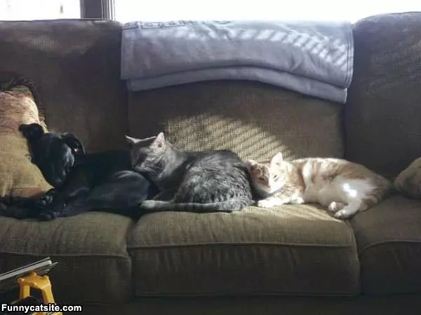 One Big Happy Family