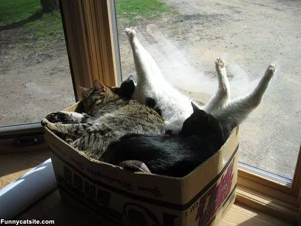 All In One Box
