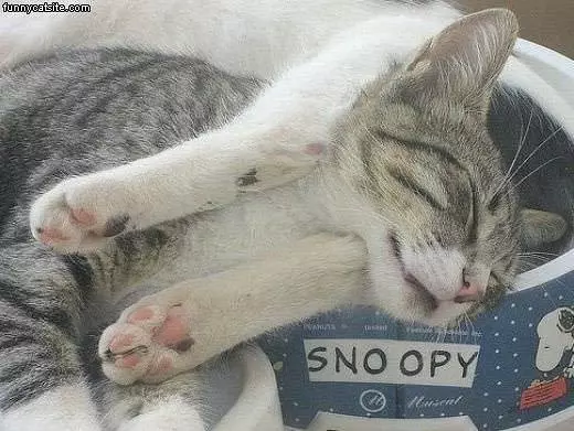 My Sleeping Spot