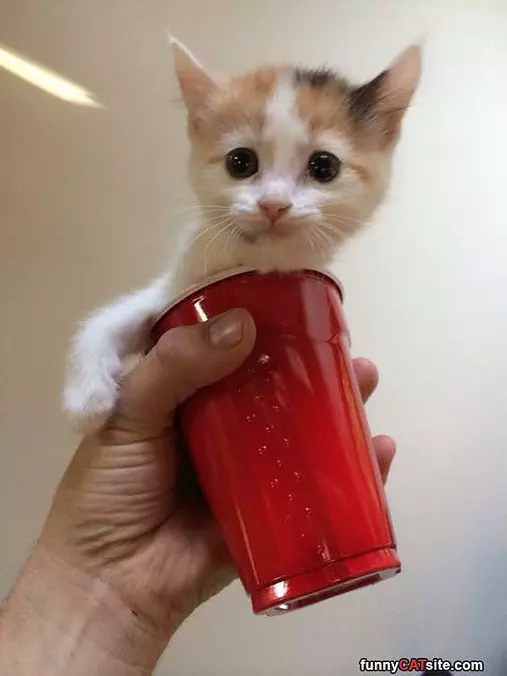 Red Solo Cup