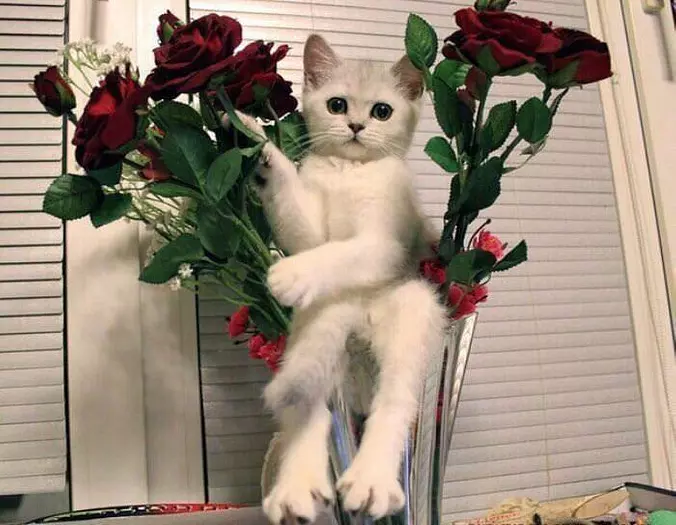 Meowwwww