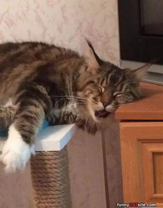 I Am So Sleepy