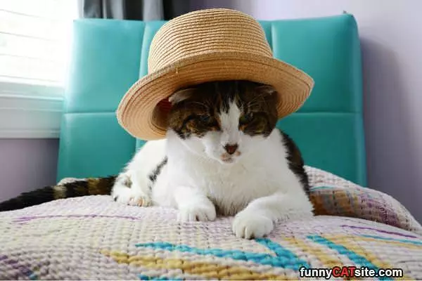 My Hipster Cat Hat