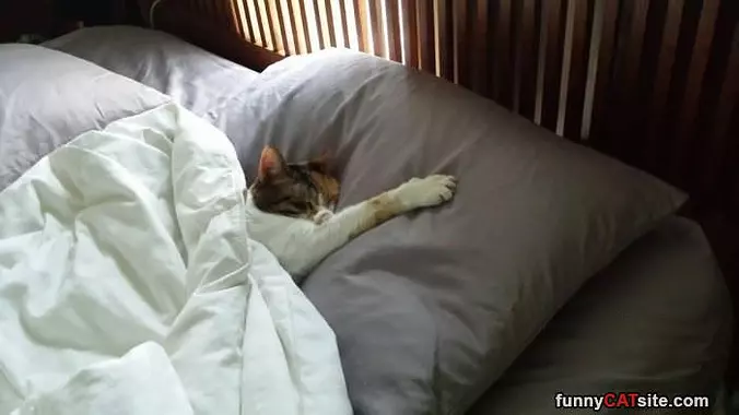 I Like This Pillow