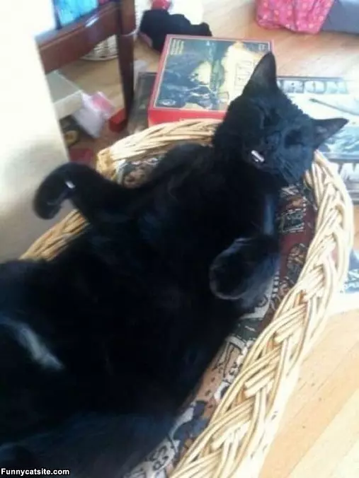 Cat Passed Out