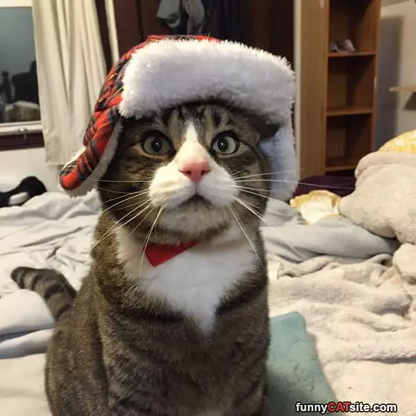 Do You Like My Hat