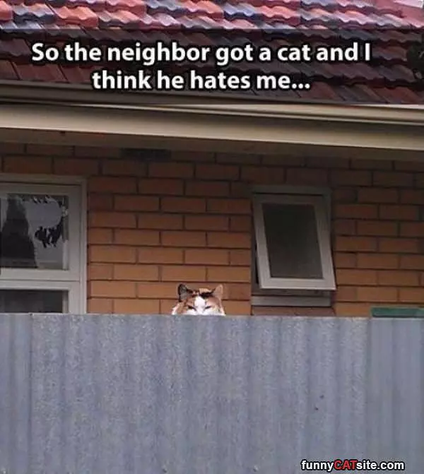 Nieghbors Cat