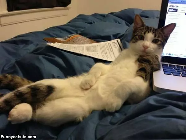 Very Chilled Out Cat