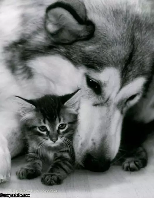 My Protection