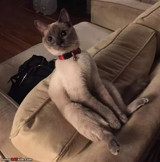 Sitting Funly