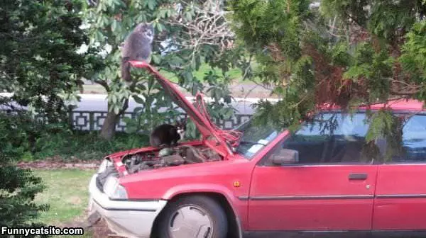 Mechanics