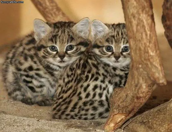 We Are Twins