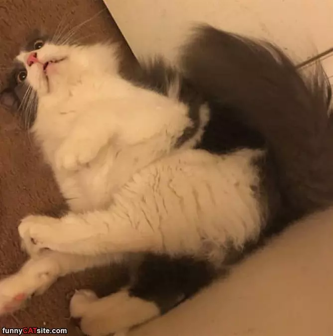 Relaxxxed