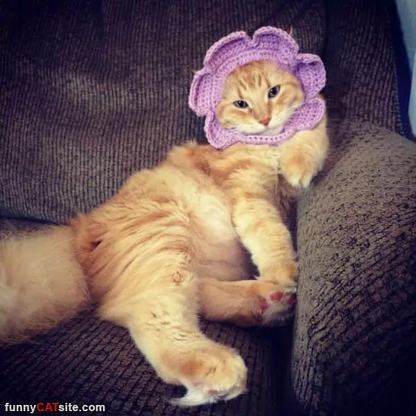 Do You Like My Bonnet
