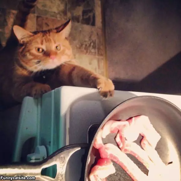 I Wants That Bacon