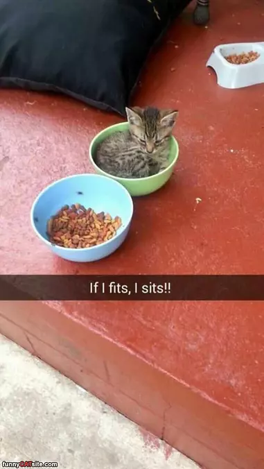 If I Fits I Sits