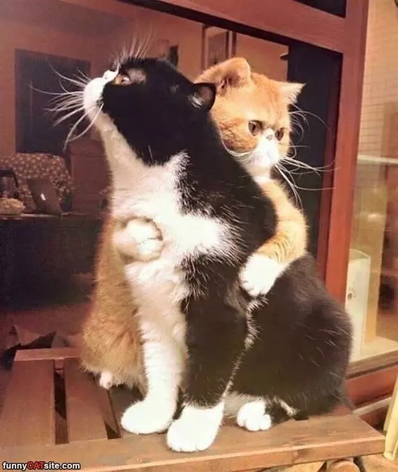 Give Me Hugs