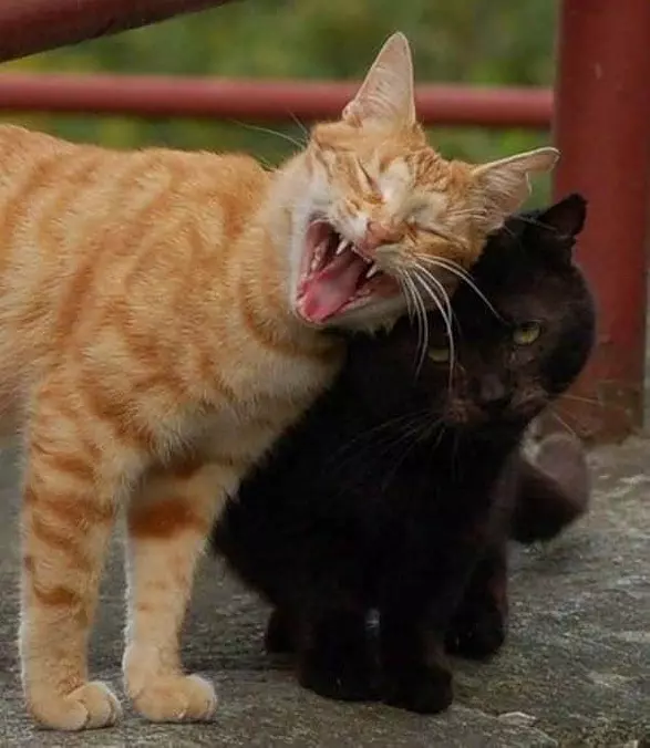 Lets Be Friends