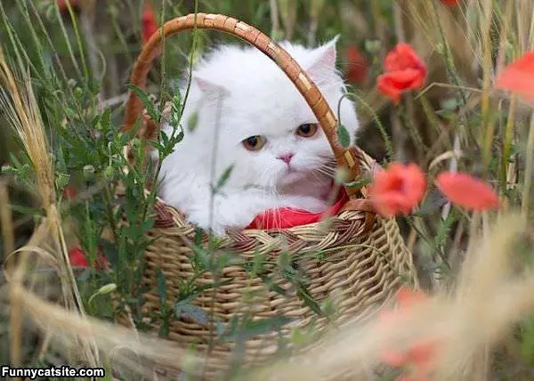 Basket Of Me