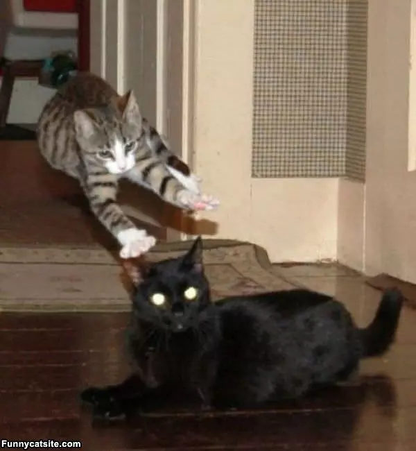 Flying Attack Cat
