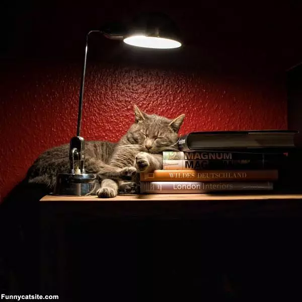 These Books Are Comfy