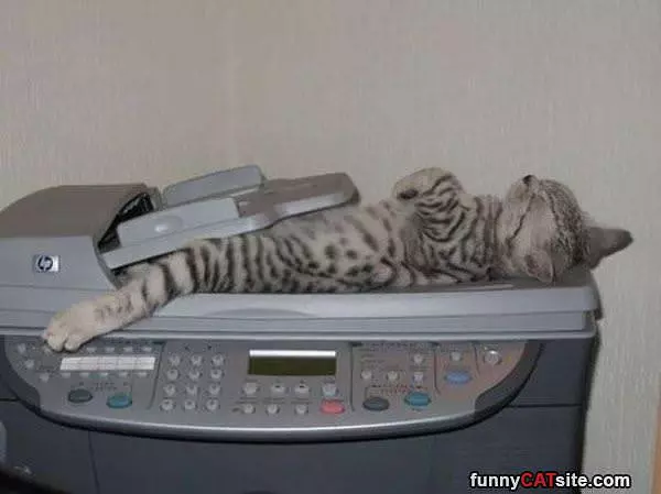 Found My Napping Place