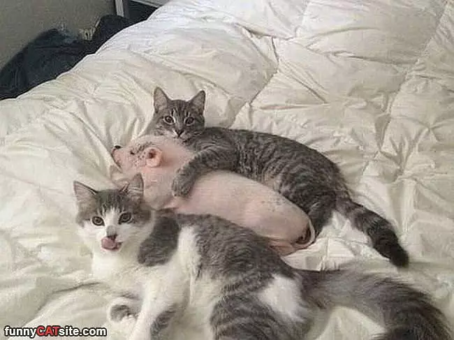 Hanging In Bed
