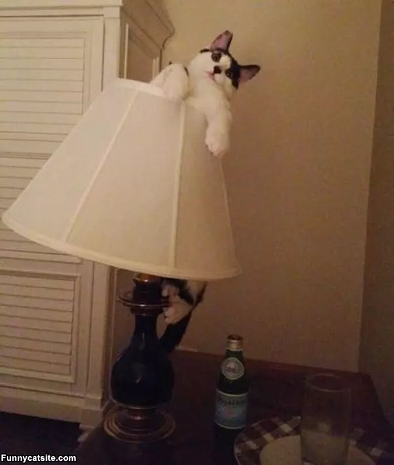 Lammmp Shaddee