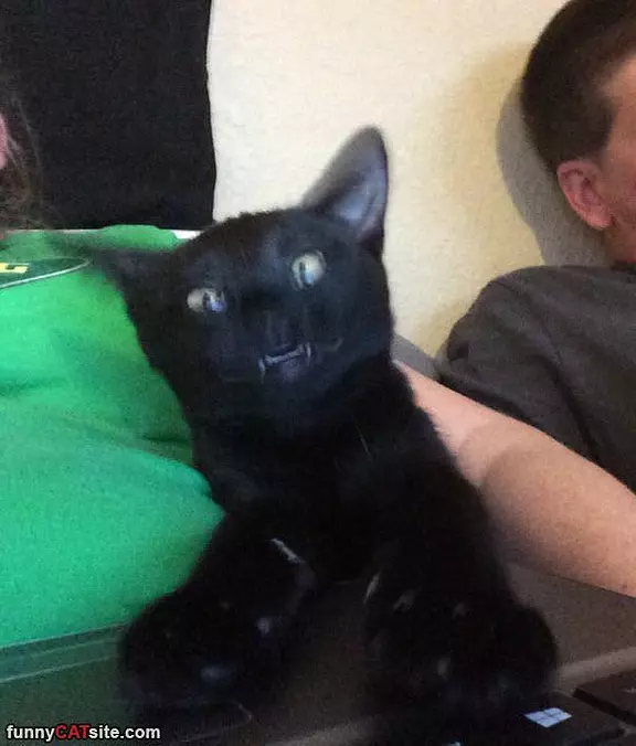 Vampire Cat
