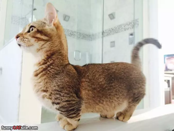 Shorty Cat