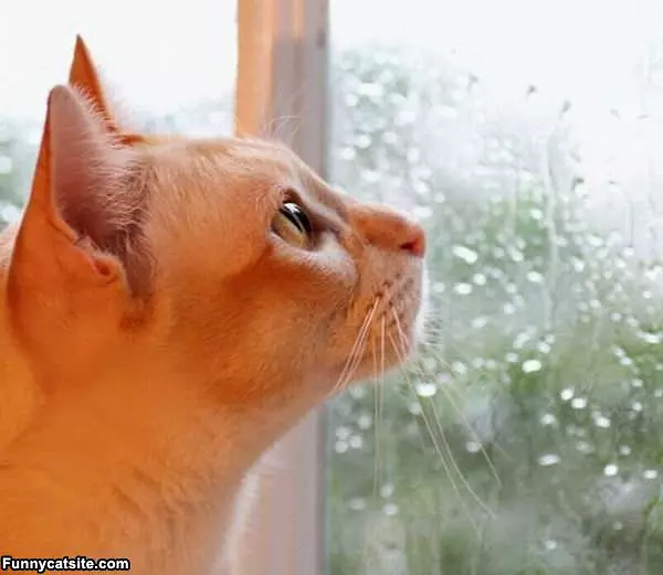 I Hate The Rain