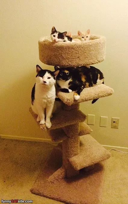 The Cat Tower