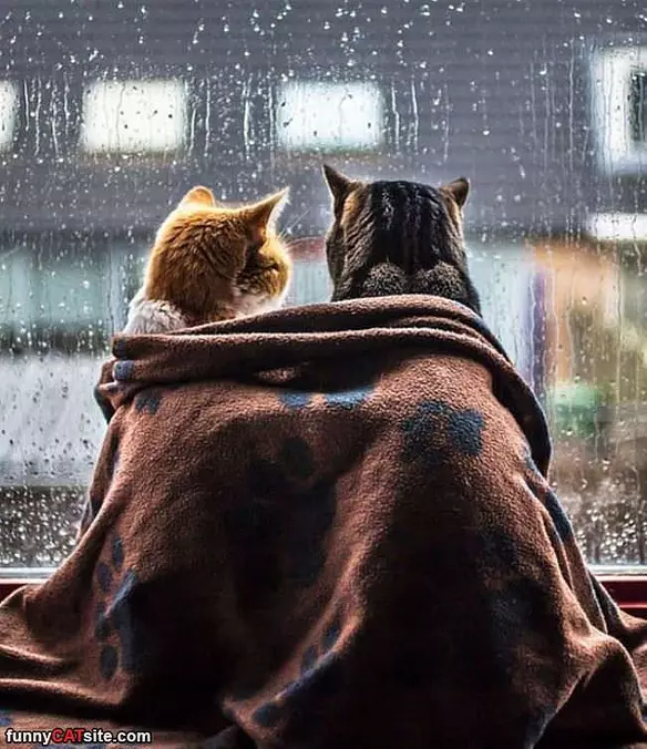Cuddled Up On A Rainy Day
