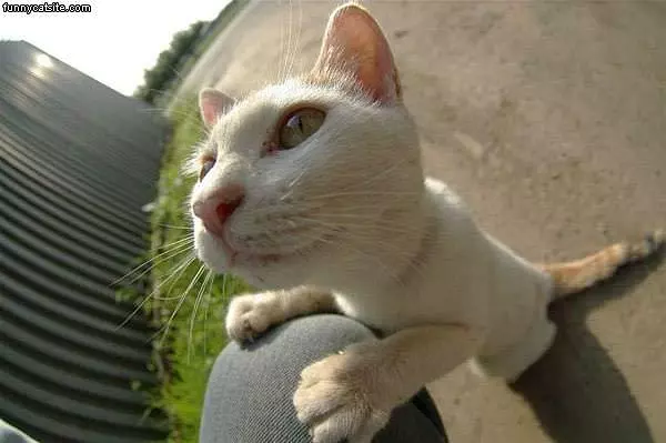 Cat Face Closeup