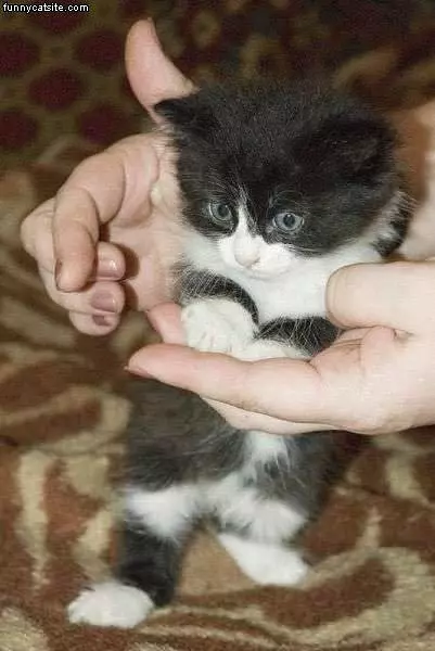 Tiny Kitten