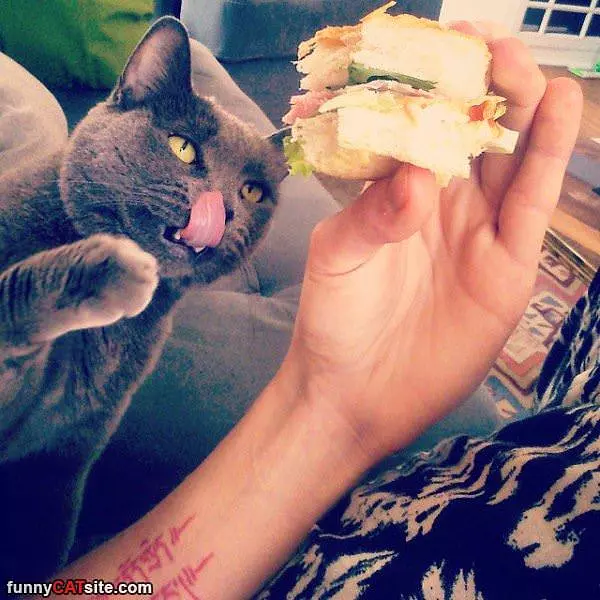 I Want This Sandwich