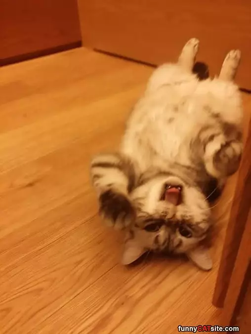 Rawrrrrrrr