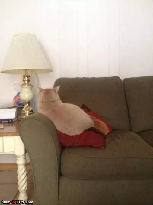 How To Know Your Cat Is Mad At You